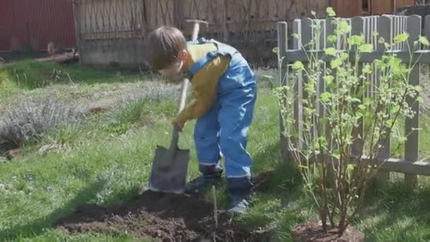 Un niño en el jardín ayudando a plantar un árbol — Vídeos de Stock