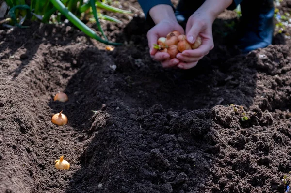Young bulbs in the hands of the gardener before planting. — Stock Photo, Image