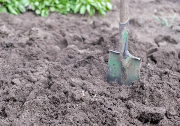 Garden shovel in the garden. — Stock Photo, Image
