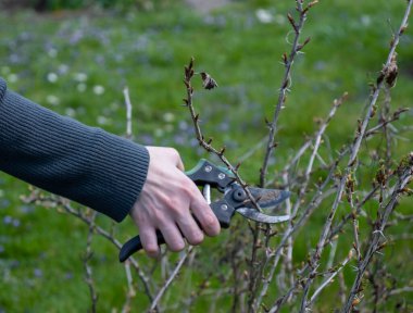 Bahçıvan çalıları buduyor..