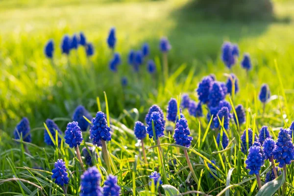 Mavi üzüm sümbülü. Muscari çiçekleri