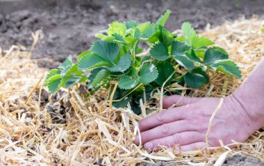 Erkek elleri çilek çalılarının altına saman yayar.
