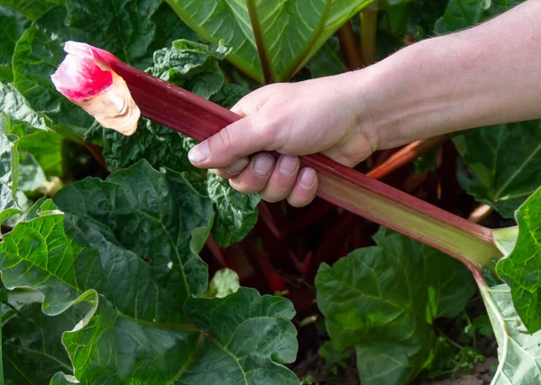 Male hands holding rhubarb stalk — Stock Photo, Image
