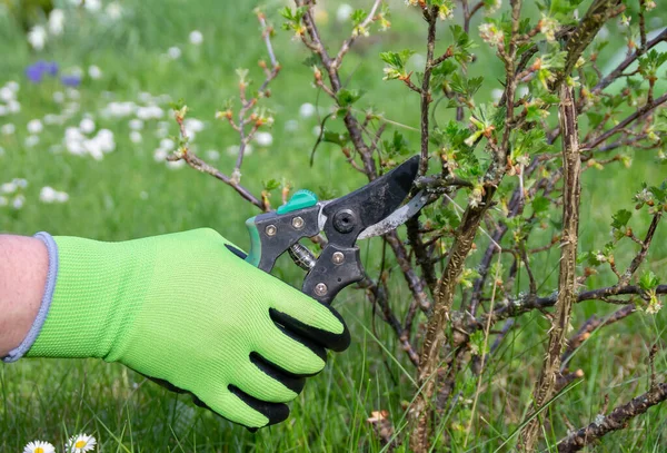 Poda de arbustos de grosella en el jardín en primavera — Foto de Stock