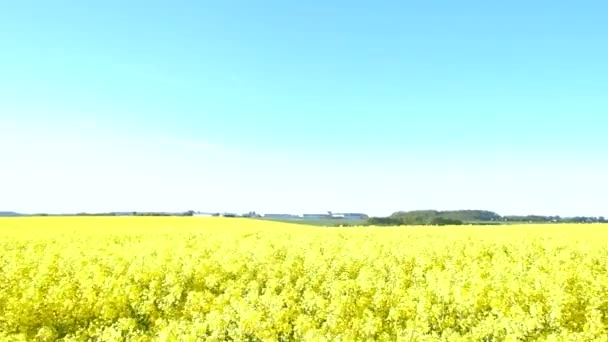 青空と菜の花畑 — ストック動画