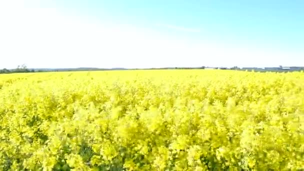 Céu azul e campo de colza — Vídeo de Stock