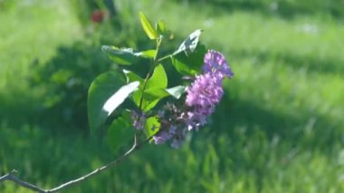 Yakın çekim 4K stok video görüntüleri güzel taze