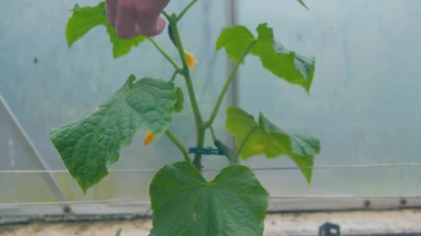 Arbusto de pepino verde joven en un invernadero — Vídeos de Stock