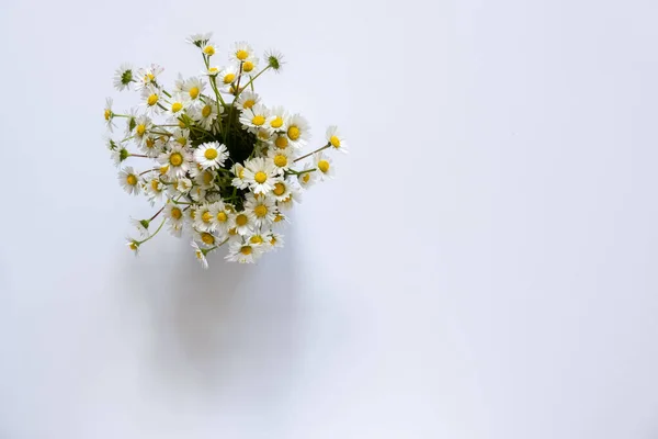 Beautiful bouquet of daisies in cup on white background