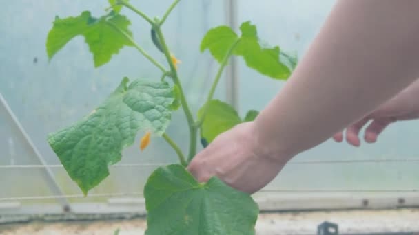 Jonge groene komkommerstruik in een kas — Stockvideo