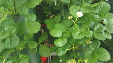 Dükkanda satışta çilek asmak