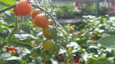 Çiçekçide domates ve tatlı biber.