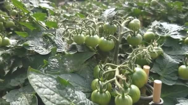 Tomates verdes inmaduros en una rama Creciendo en la tienda de plantas — Vídeo de stock