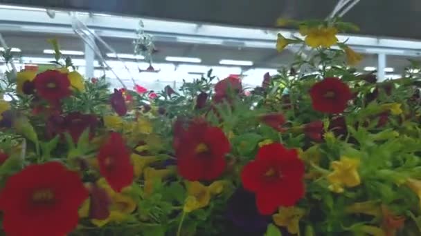 Různé kvetoucí květiny v květináčích na regálech připravené k prodeji v obchodě — Stock video