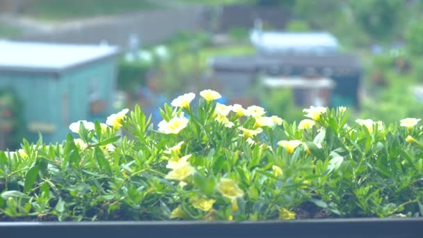 Flores de maceta crecen en el balcón de la ventana abierta Flores amarillas — Vídeos de Stock