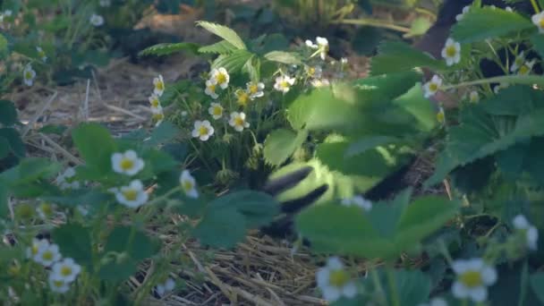 Tukang kebun yang merawat stroberi, berbunga stroberi semak di musim semi — Stok Video