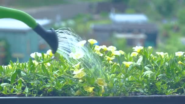 Поливание цветов на балконе солнечным ранним утром летом — стоковое видео