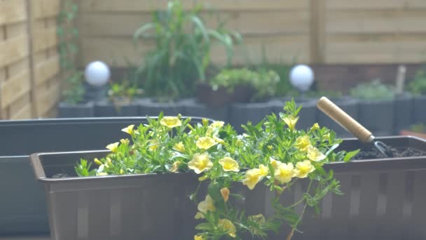 Bloemen planten in een pot voor terras of balkon — Stockvideo