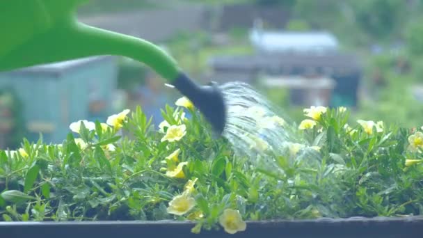 Bloemen water geven op het balkon op een zonnige vroege ochtend in de zomer — Stockvideo