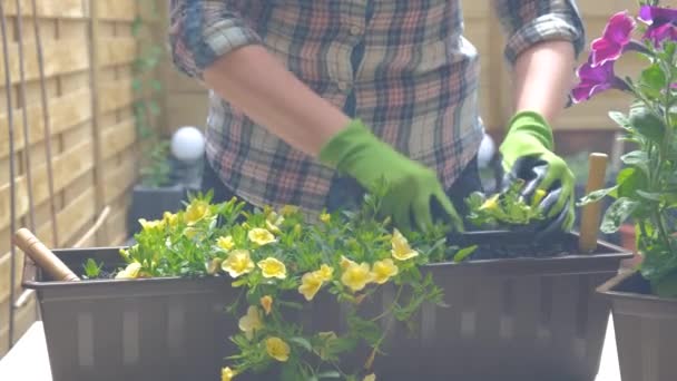 Placer pot en terrasse jardin avec soleil en arrière-plan — Video