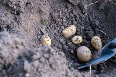 Açık havada kürekle taze patates topluyorum.