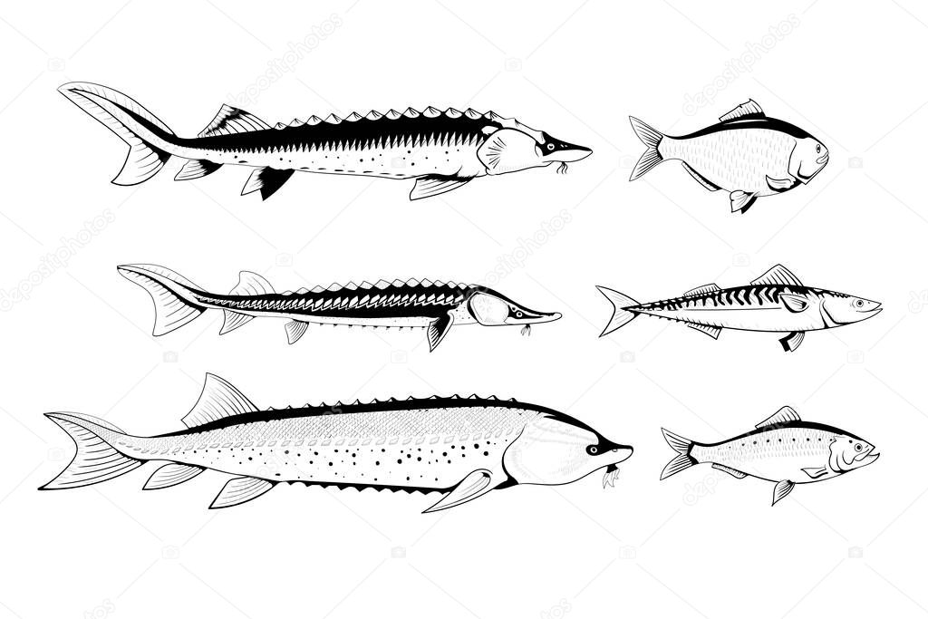 Commercial sturgeon fish isolated black and white vector illustration. Beluga, sevryuga, sturgeon