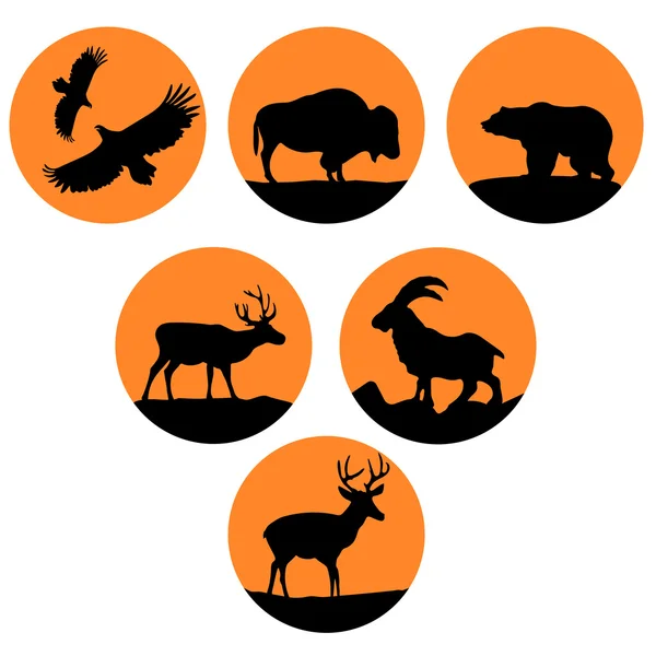 Kuzey Amerika'nın hayvanları