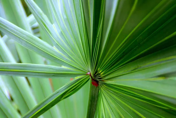 Close View Tropical Green Plant — Stock Photo, Image