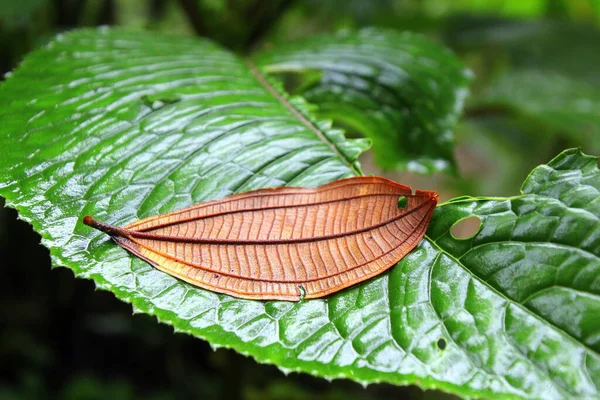 Green Leaf Has Brown Leaf Sittingon Top Cloud Forest — Stock Photo, Image