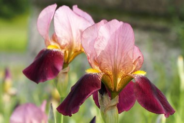 Çiçekler açtı, mor ve lavanta renkler.