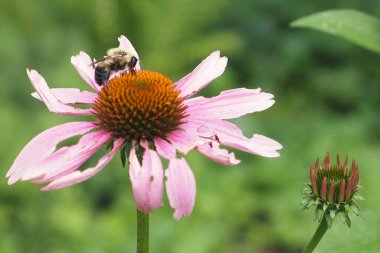 Arı bu çiçeğin etrafında vızıldıyor..