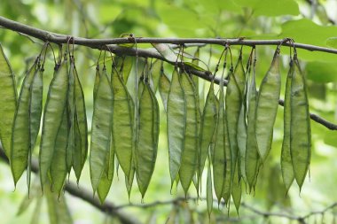 Bu, doğa merkezinde yaprakları olan eşsiz bir ağaç..