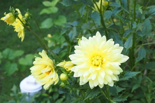 Questo Giardino Con Fiore Giallo Brillante Trova Nella Contea Bucks — Foto Stock