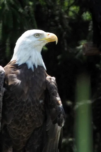 Der Mächtige Adler Sitzt Auf Seiner Stange Und Wartet Auf — Stockfoto