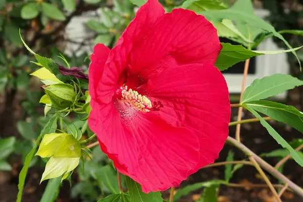 Fleur Rouge Vif Est Dominante Dans Jardin Look Rouge Vif — Photo