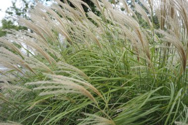 Bahçede çok rüzgarlı bir gün. Bu çalı rüzgarla hareket ediyor. Newtown, PA.