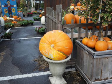 Cadılar Bayramı için bir sürü balkabağı var..