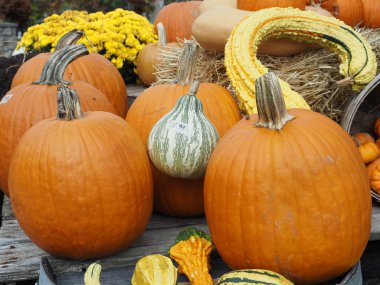 Cadılar Bayramı için bir sürü balkabağı var..