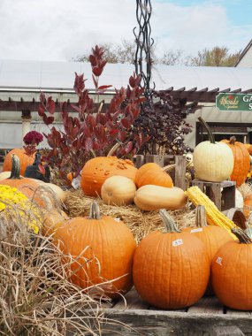 Cadılar Bayramı için bir sürü balkabağı var..