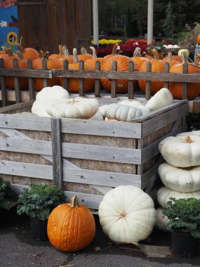 Cadılar Bayramı için bir sürü balkabağı var..