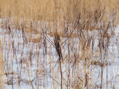 Chalfont 'taki Covered Bridge Park' ta kış sahneleri, soğuk bir şubat gününde PA.