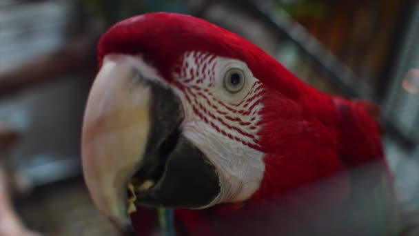 Beautiful colorful parrot sitting — Stock Video