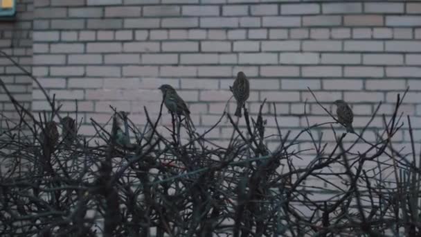 Muchos gorriones sentados sobre un arbusto sobre un fondo de una pared — Vídeos de Stock