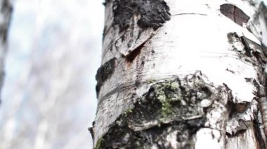Huş huş ağacı Sap damlar