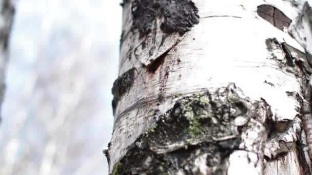 Birch Birch Sap Drips — Stock Video