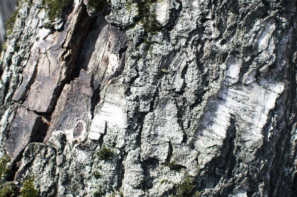 arka plan huş ağacı