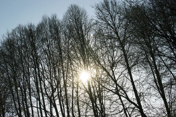Güneş ağaçların arasından parlıyor.