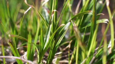 Otlar rüzgarda sallanıyor