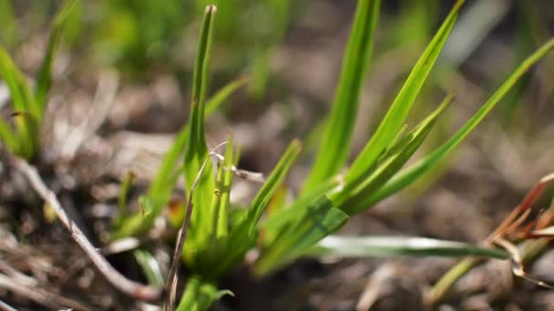 Gras zwaait in de wind — Stockvideo