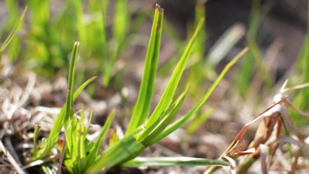 balancement de l'herbe dans le vent